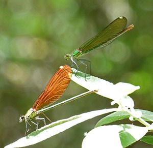Female Copper & Western Demoiselles - Cal-haemorrhoidalis & xanthostoma © John Muddeman
